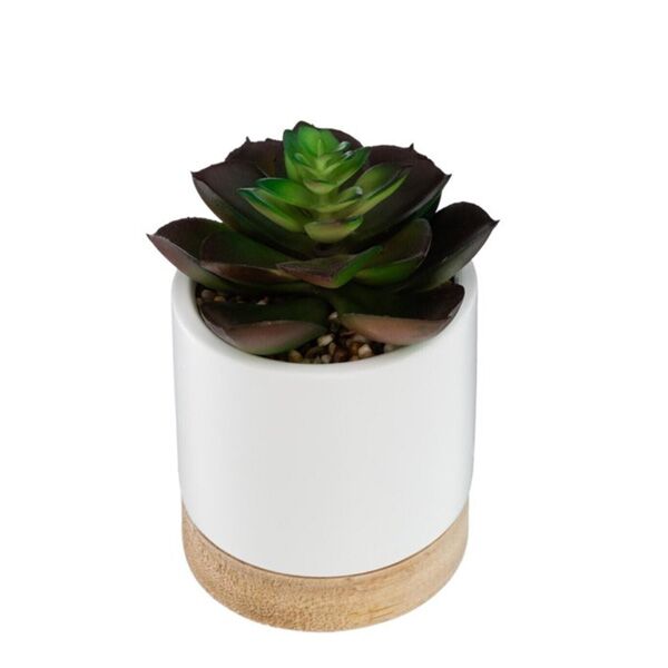 Dekorativna biljka u saksiji h12 (164284) - Image 2