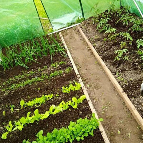 Plastenik zeleni 3x2x2 m (TUN5207) - Image 4